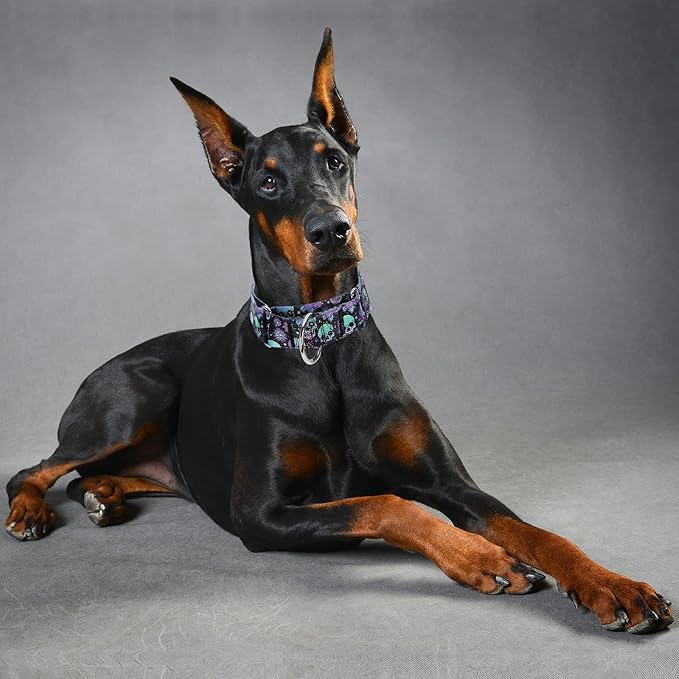 Martingale Collar 1.5 Inches Wide Dog Collar