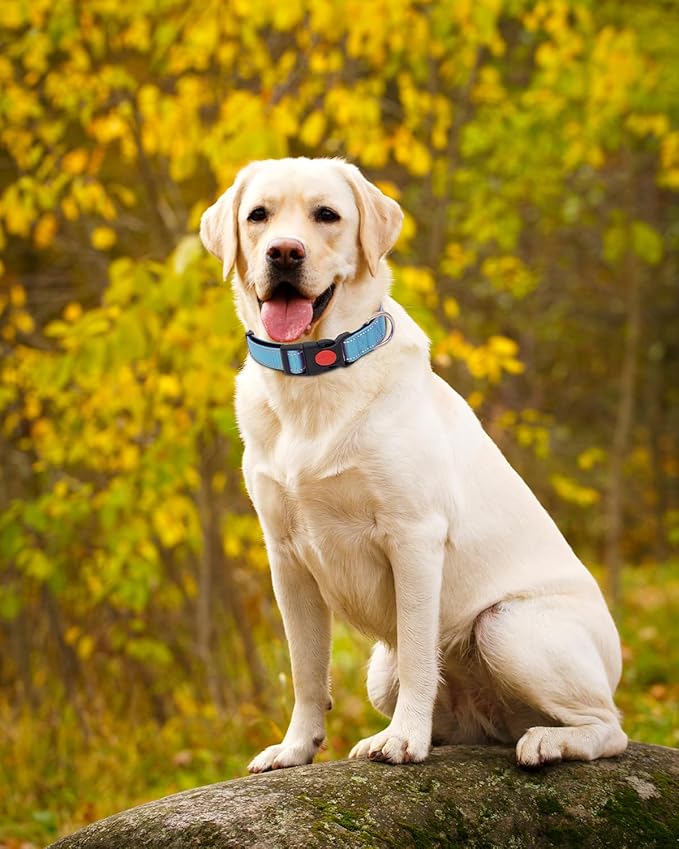 Reflective Dog Collar