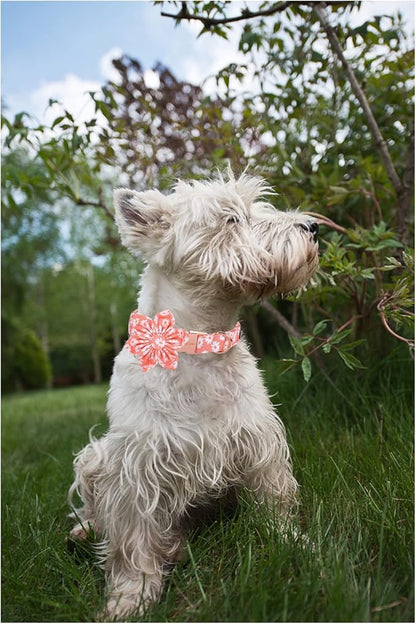 Unique style paws Dog Collar with Flower Tie