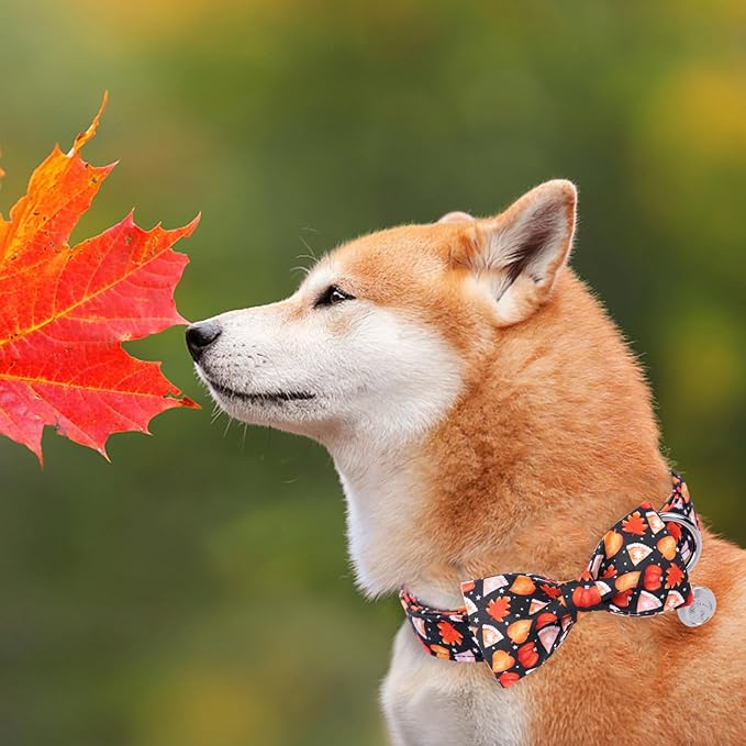 DOGWONG Fall Dog Collar with Bowtie