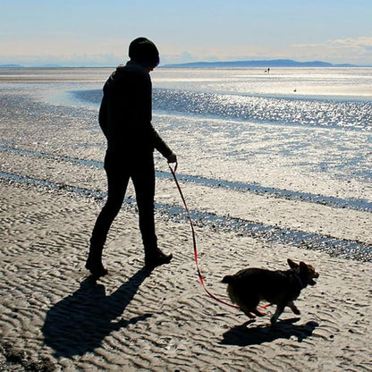 Long Leash Waterproof Training Longline Outdoor Dog Leash Great for Training