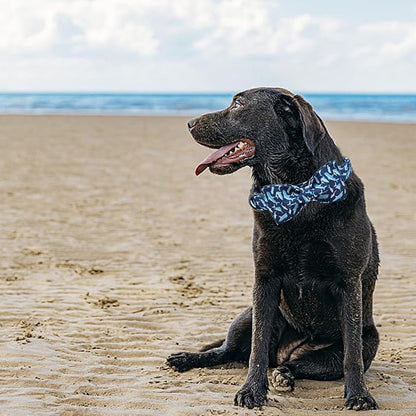 Elegant little tail Dog Collar with Bow