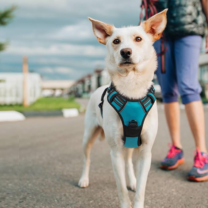 rabbitgoo Dog Harness, No-Pull Pet Harness with 2 Leash Clips, Adjustable Soft Padded Dog Vest, Reflective No-Choke Pet Oxford Vest with Easy Control Handle for Large Dogs, Teal, L