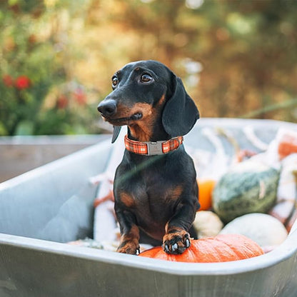 Lionheart glory Plaid Dog Collars Fall Halloween Dog