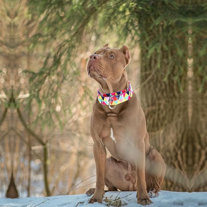 Martingale Collar 1.5 Inches Wide Dog Collar