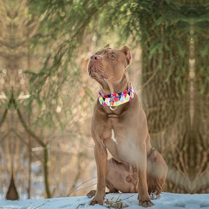 Martingale Collar 1.5 Inches Wide Dog Collar