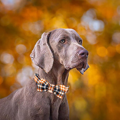 Elegant little tail Fall Dog Collar