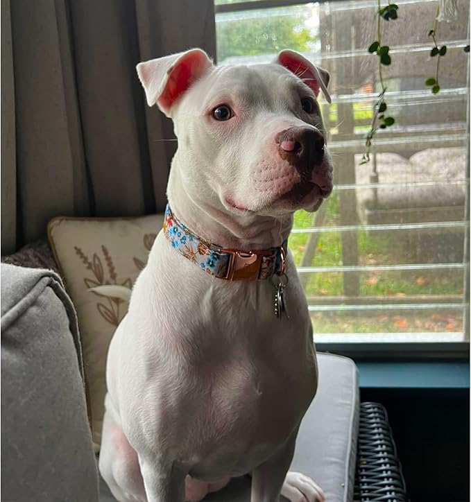 Lionheart glory Premium Dog Collars Fall Dog Collar