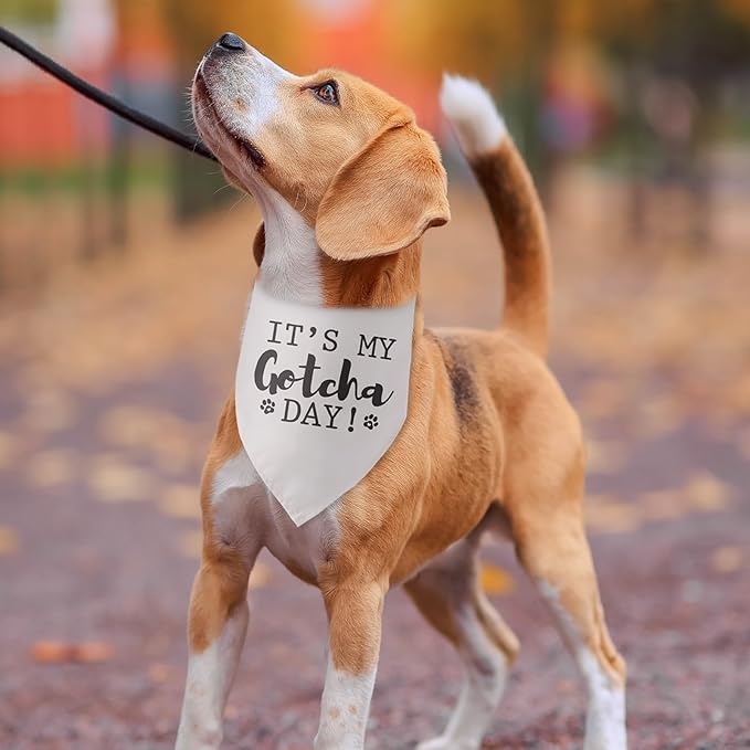 It’s My Gotcha Day Dog Bandana Dog Gotcha