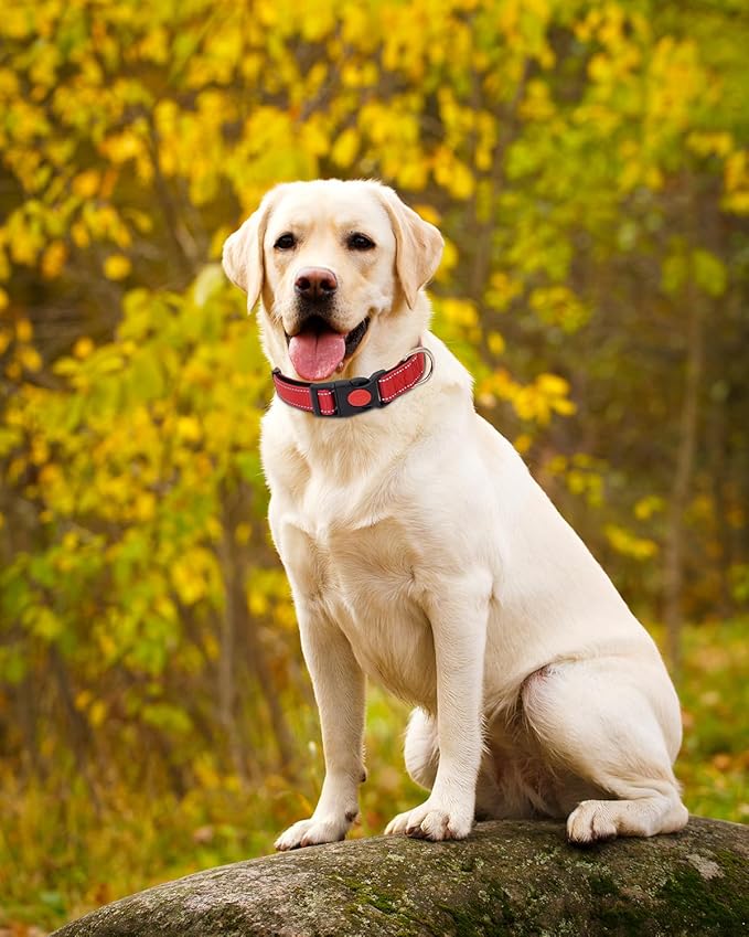 Reflective Dog Collar