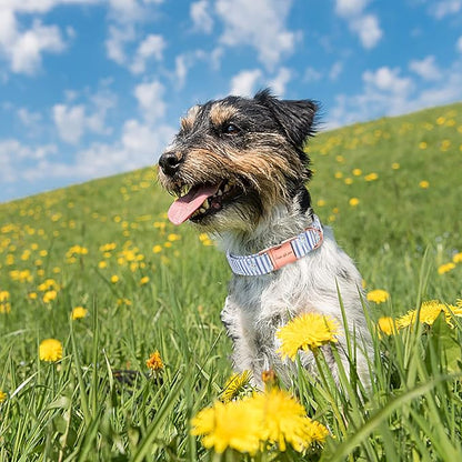 Unique style paws Dog Collar Metal Buckle Collar