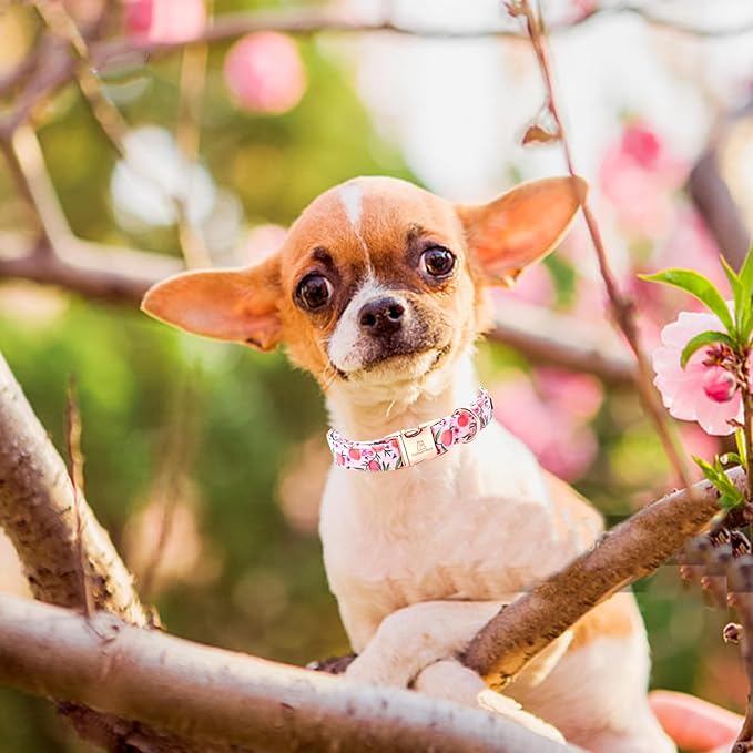 Lionheart glory Pink Dog Collar Peach Dog Collar