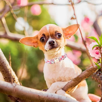 Lionheart glory Pink Dog Collar Peach Dog Collar