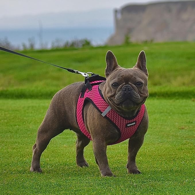 Voyager Step-in Air Dog Harness - All Weather Mesh Step in Vest Harness for Small and Medium Dogs and Cats by Best Pet Supplies - Harness (Fuchsia 2-Tone), L (Chest: 18-20.5")