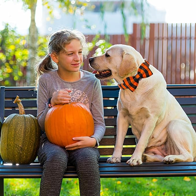 Lionheart glory Dog Collar Fall Dog Collars