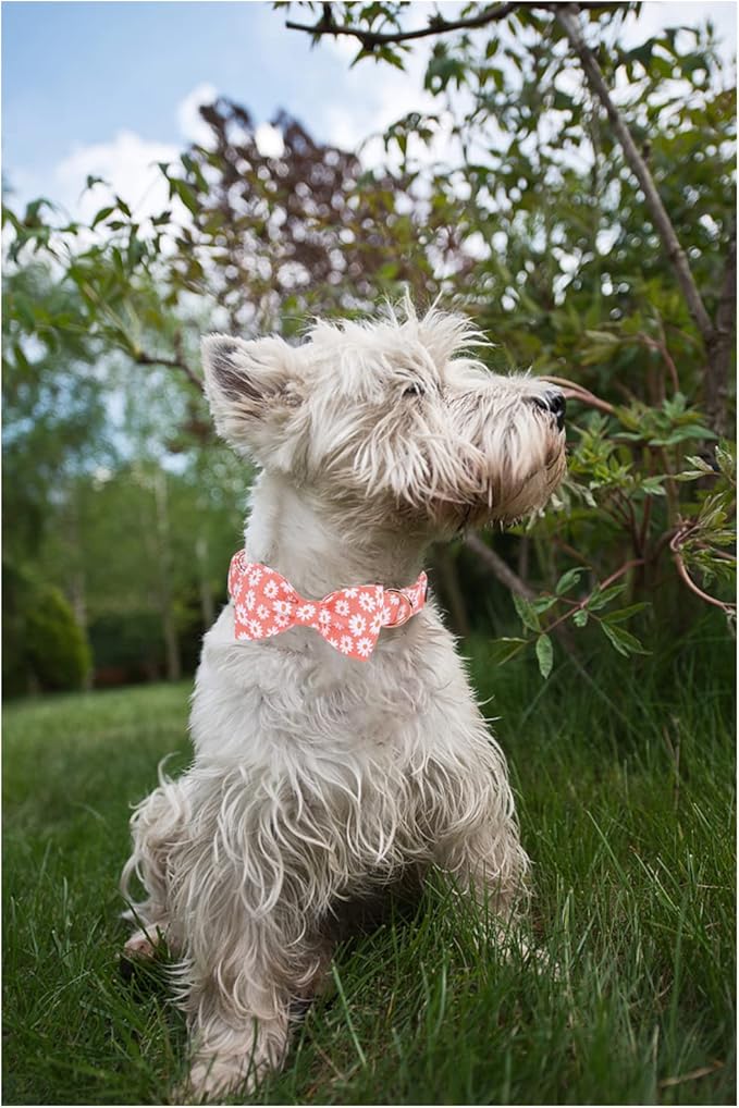 Unique style paws Dog Collar with Bow Tie