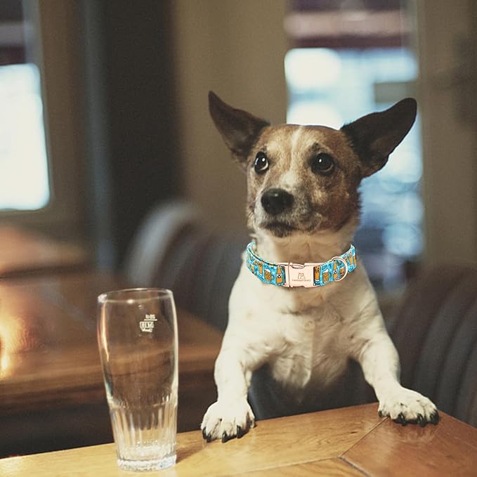 Lionheart glory Dog Collar Blue Dog Collar Summer