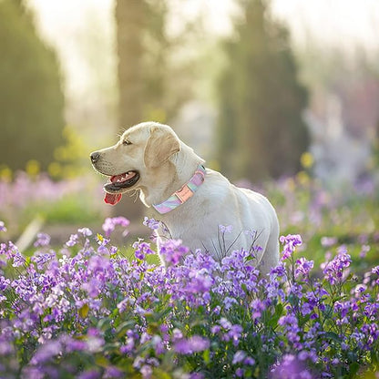 Unique style paws Dog Collar Metal Buckle Collar