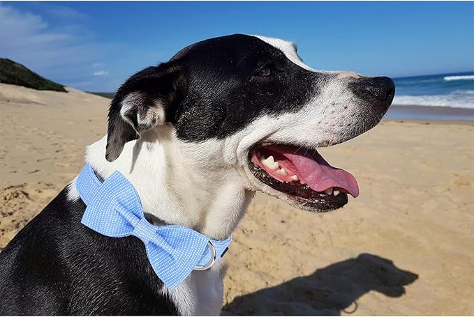 Unique style paws Dog Collar with Bow Tie
