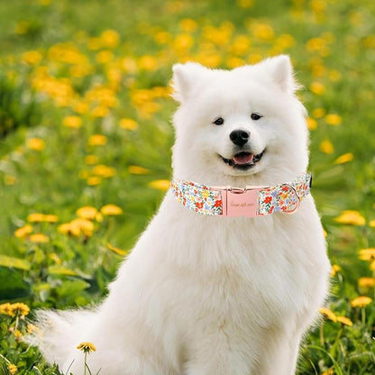 Unique Style Paws Summer Dog Collar