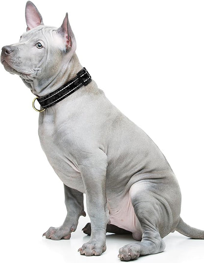 Reflective Dog Collar