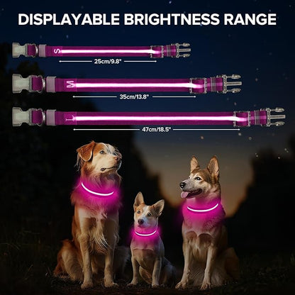 Led Dog Collar for Night Walking