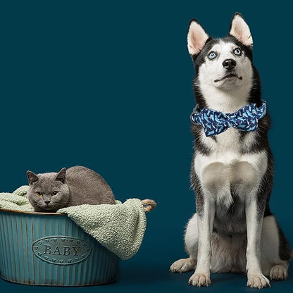 Elegant little tail Dog Collar with Bow