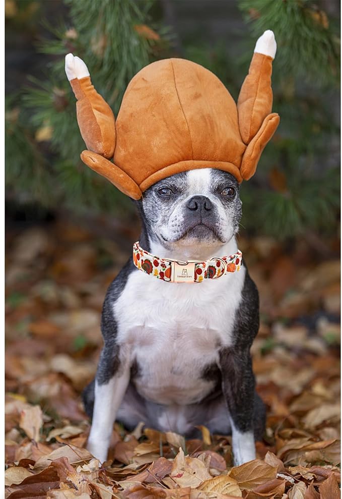 Lionheart glory Turkey Dog Collar Thanksgiving Dog Collar