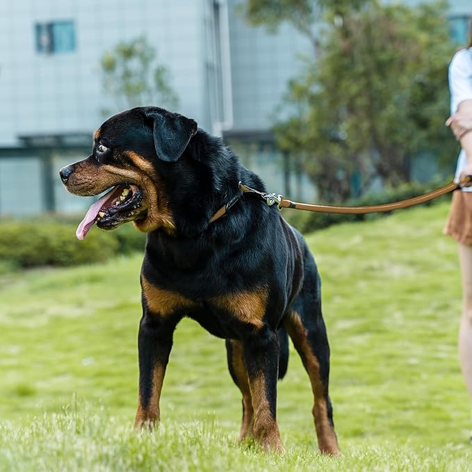 Dog Leash ((1/3") - 6FT, Khaki)