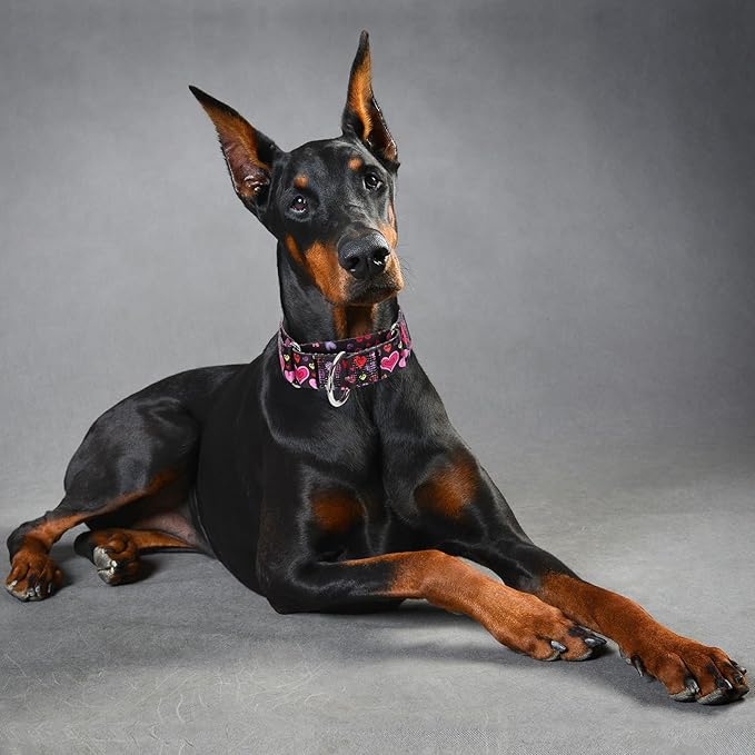 1.5 Inches Wide Martingale Dog Collar