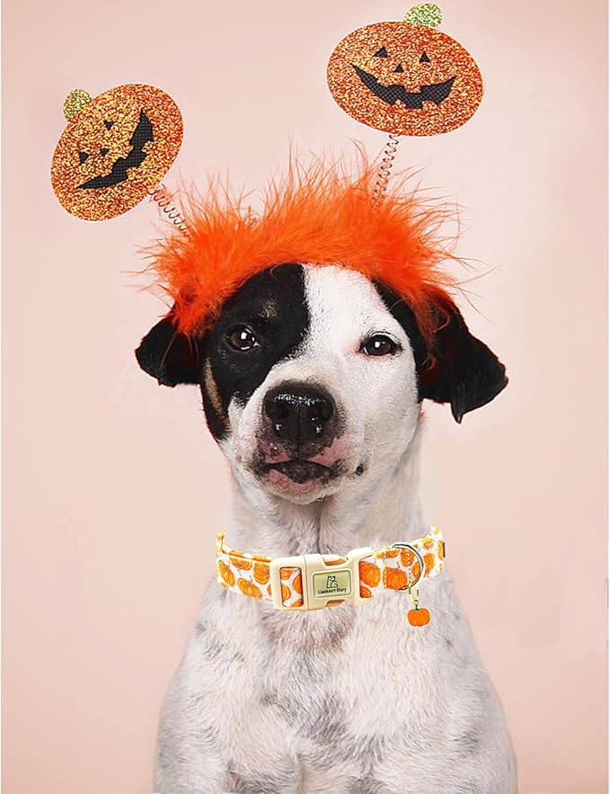 Lionheart glory Halloween Dog Collars Pumpkin Pink Dog