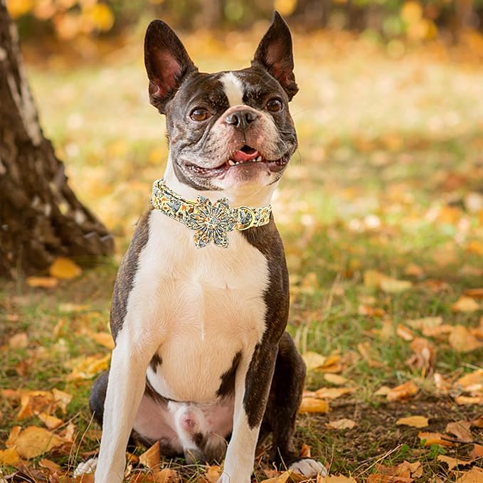 Elegant little tail Fall Dog Collar