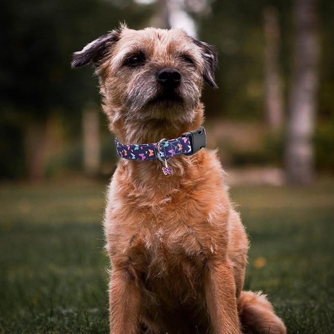 Flower Patterns Dog Collar with Accessories Dogs(Butterfly2 M)