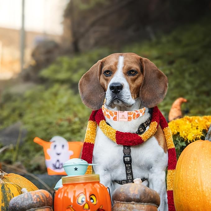 Lionheart glory Halloween Dog Collars Pumpkin Dog Collar