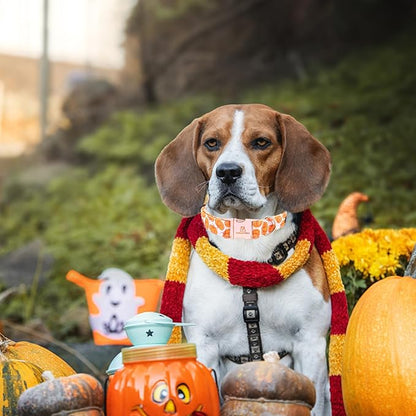 Lionheart glory Halloween Dog Collars Pumpkin Dog Collar