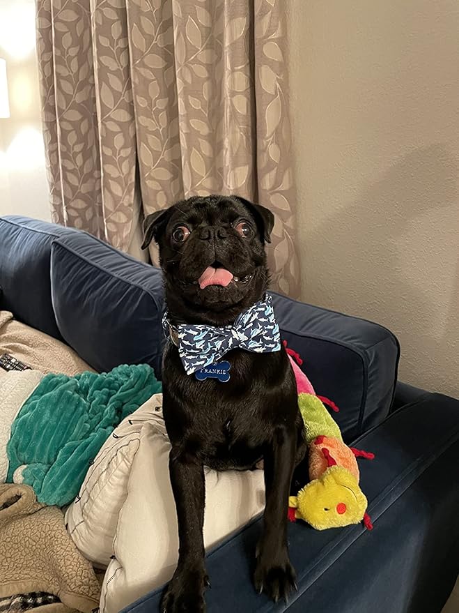 Elegant little tail Dog Collar with Bow