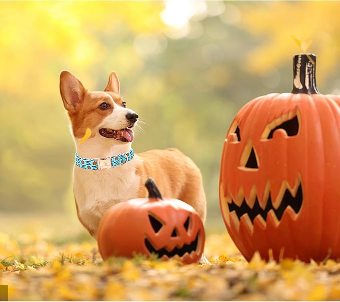 Lionheart glory Dog Collars Fall Halloween Pumpkin Thanksgiving