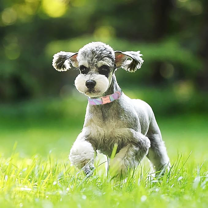 Unique style paws Dog Collar Metal Buckle Collar