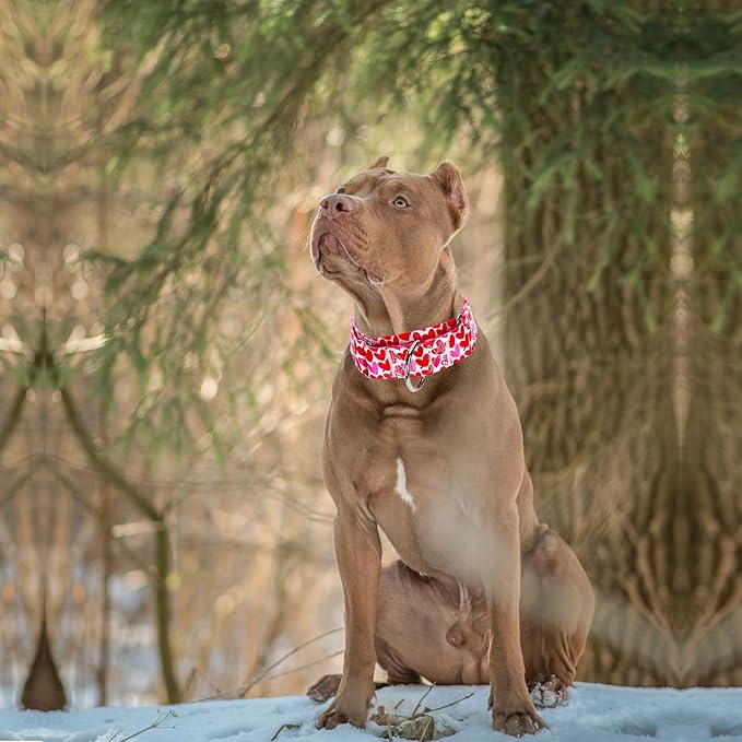 1.5 Inches Wide Martingale Dog Collar for Large Dogs