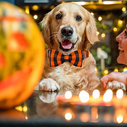 Lionheart glory Dog Collar Fall Dog Collars with Bow Tie Halloween Dog Collar Bow Female Male Pet Collar Dogs Collar Bows Duty Adjustable Dog Bow Collars for Small Dogs