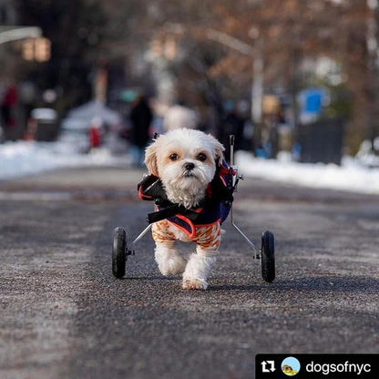 Dog Wheelchair