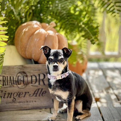 Lionheart glory Dog Collars Fall Halloween Pumpkin Collar