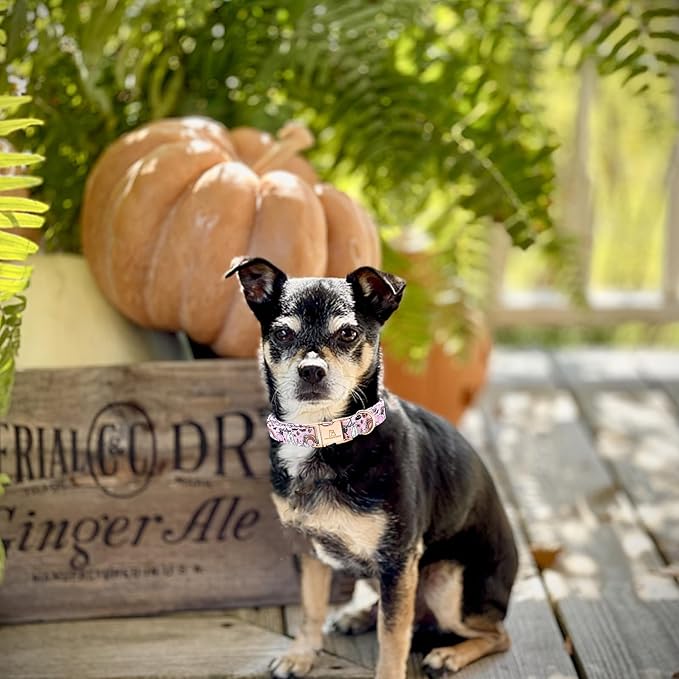 Lionheart glory Dog Collars Fall Halloween Pumpkin Collar