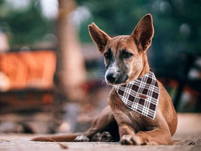 Lionet Paws Dog Bandana Washable Cotton Handkerchief Scarf