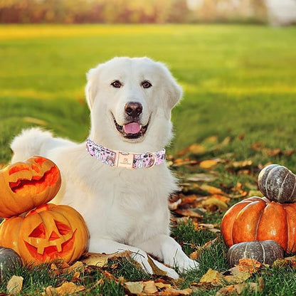 Lionheart glory Dog Collars Fall Halloween Pumpkin Collar