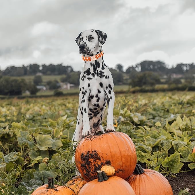 Lionheart glory Halloween Dog Collars