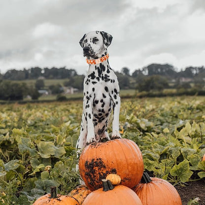 Lionheart glory Halloween Dog Collars