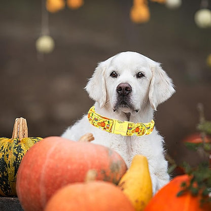 Lionheart glory Premium Fall Dog Collars Thanksgiving Holiday