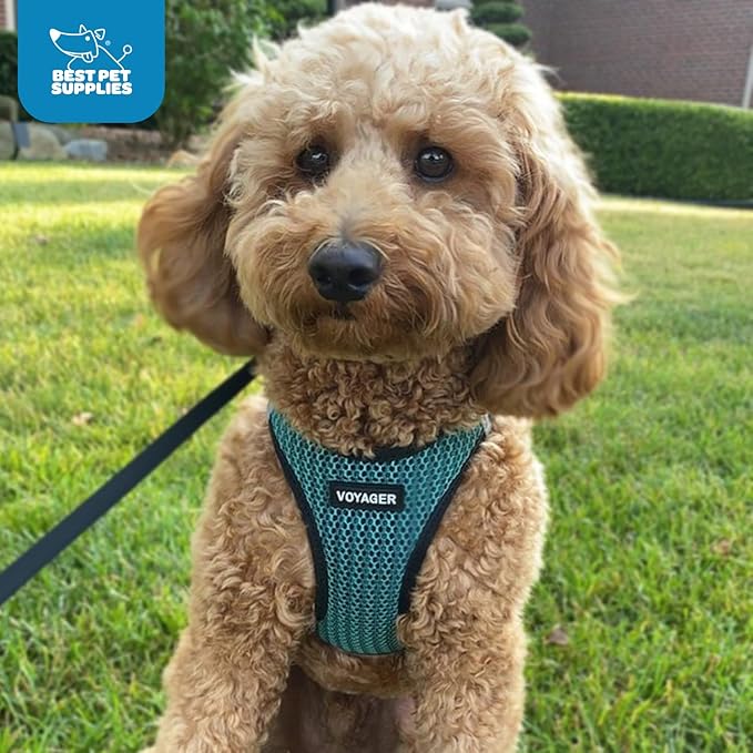 Voyager Step-in Air Dog Harness - All Weather Mesh Step in Vest Harness for Small and Medium Dogs and Cats by Best Pet Supplies - Harness (Turquoise 2-Tone), S (Chest: 14.5-16")