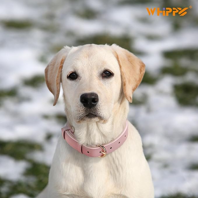 WHIPPY Soft Padded Leather Dog Collar for Small Medium Large Dogs Heavy Duty Dog Collar with Adjustable Rust-Proof Metal Hardware